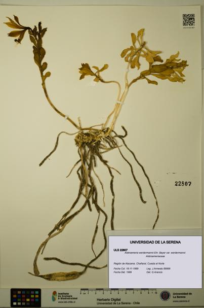 Alstroemeria werdermannii var. werdermannii [Espécimen: ULS:ULS:0022807]