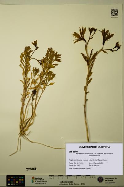 Alstroemeria werdermannii var. werdermannii [Espécimen: ULS:ULS:0022808]