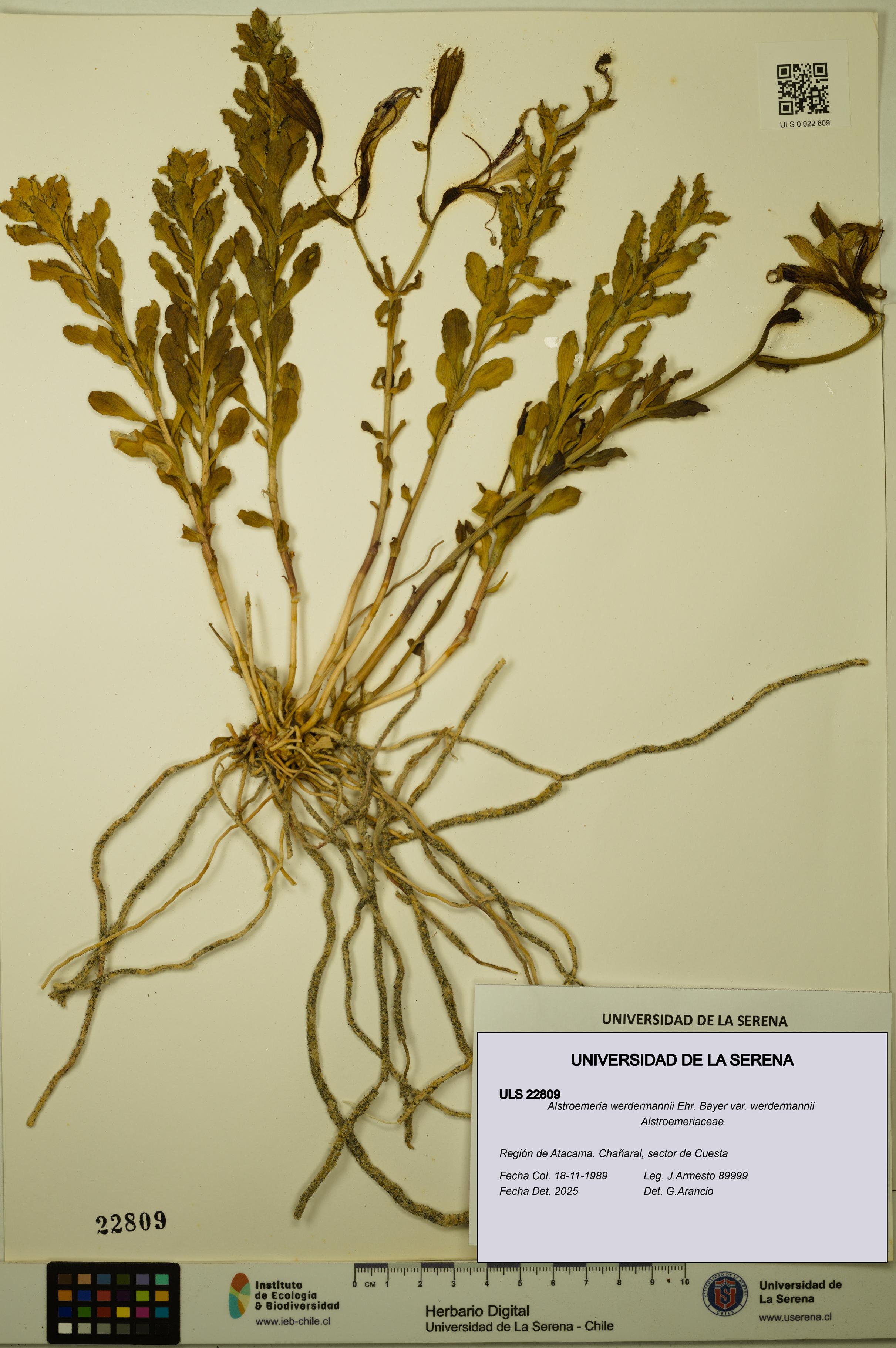 Alstroemeria werdermannii var. werdermannii [Espécimen: ULS:ULS:0022809]