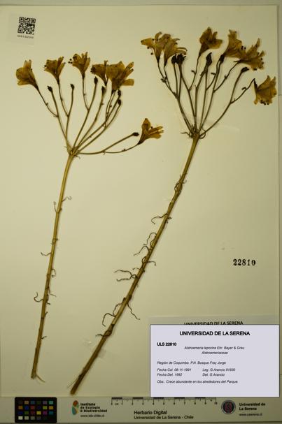 Alstroemeria leporina [Espécimen: ULS:ULS:0022810]