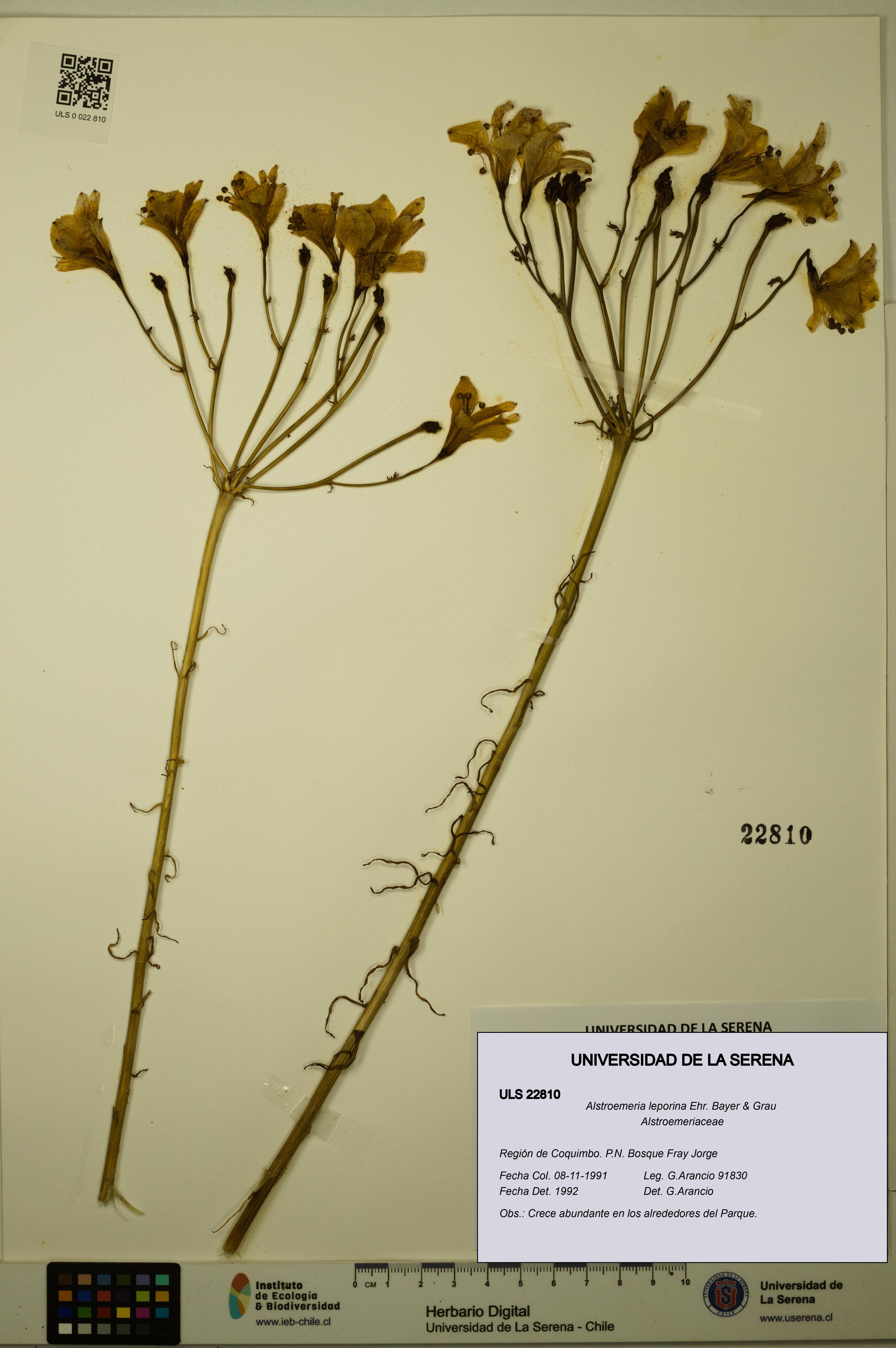 Alstroemeria leporina [Espécimen: ULS:ULS:0022810]