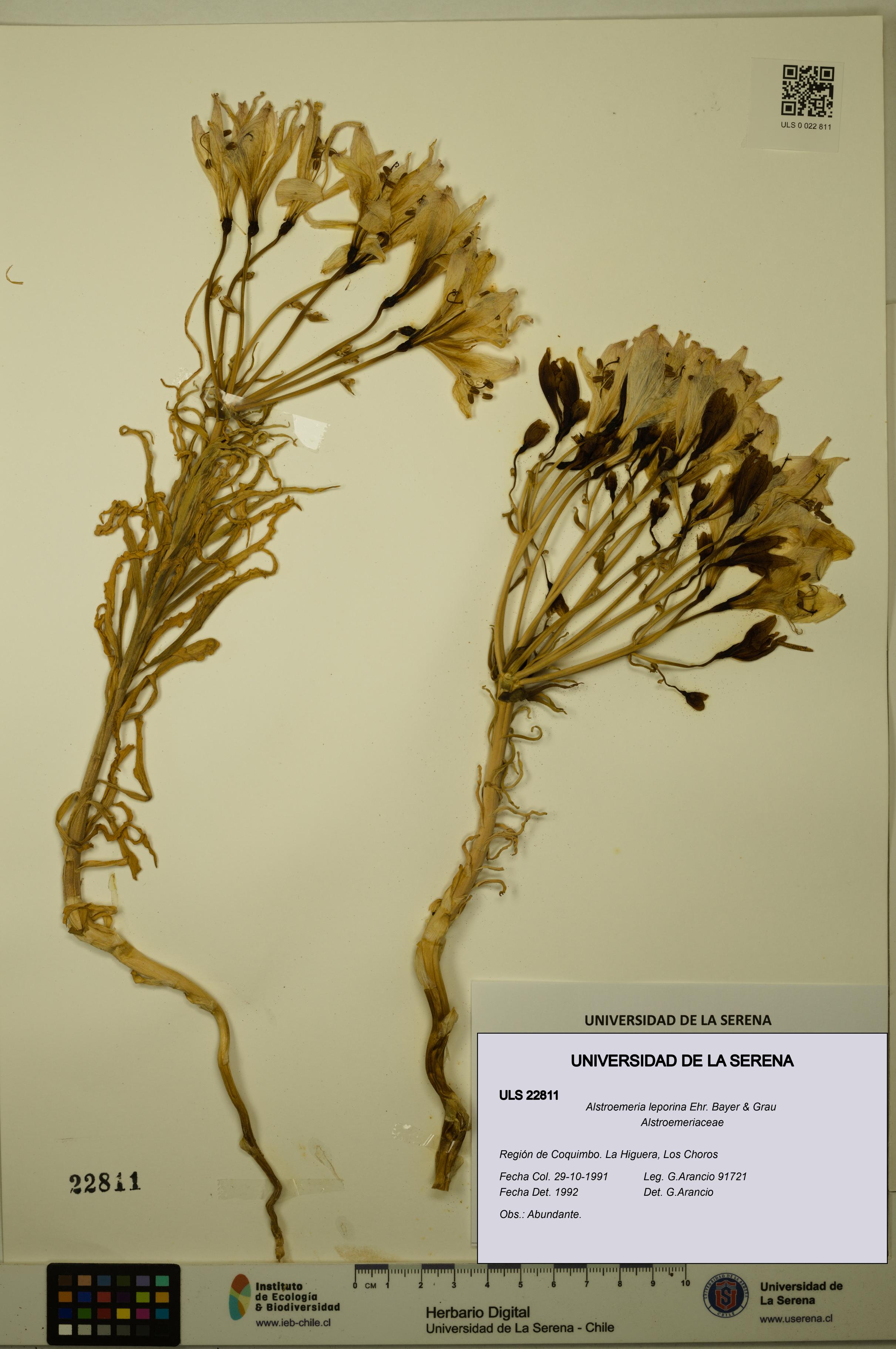 Alstroemeria leporina [Espécimen: ULS:ULS:0022811]