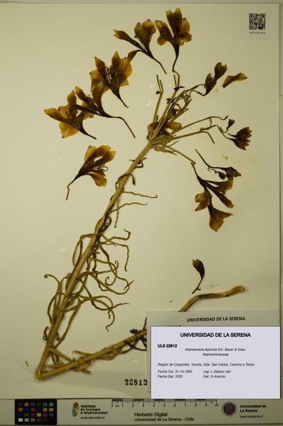 Alstroemeria leporina [Espécimen: ULS:ULS:0022812]