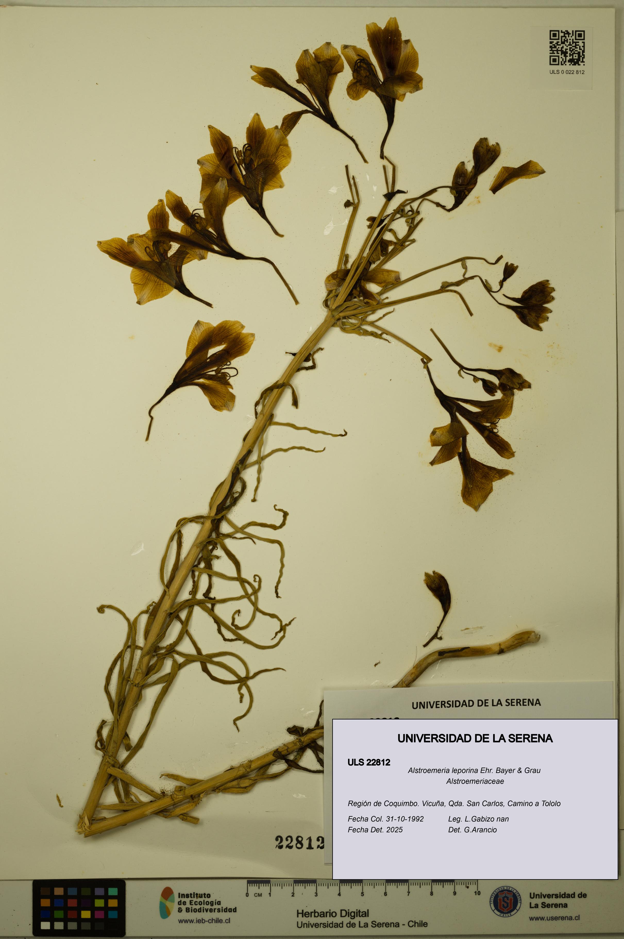 Alstroemeria leporina [Espécimen: ULS:ULS:0022812]