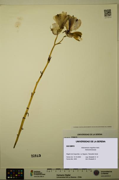 Alstroemeria magnifica [Espécimen: ULS:ULS:0022813]