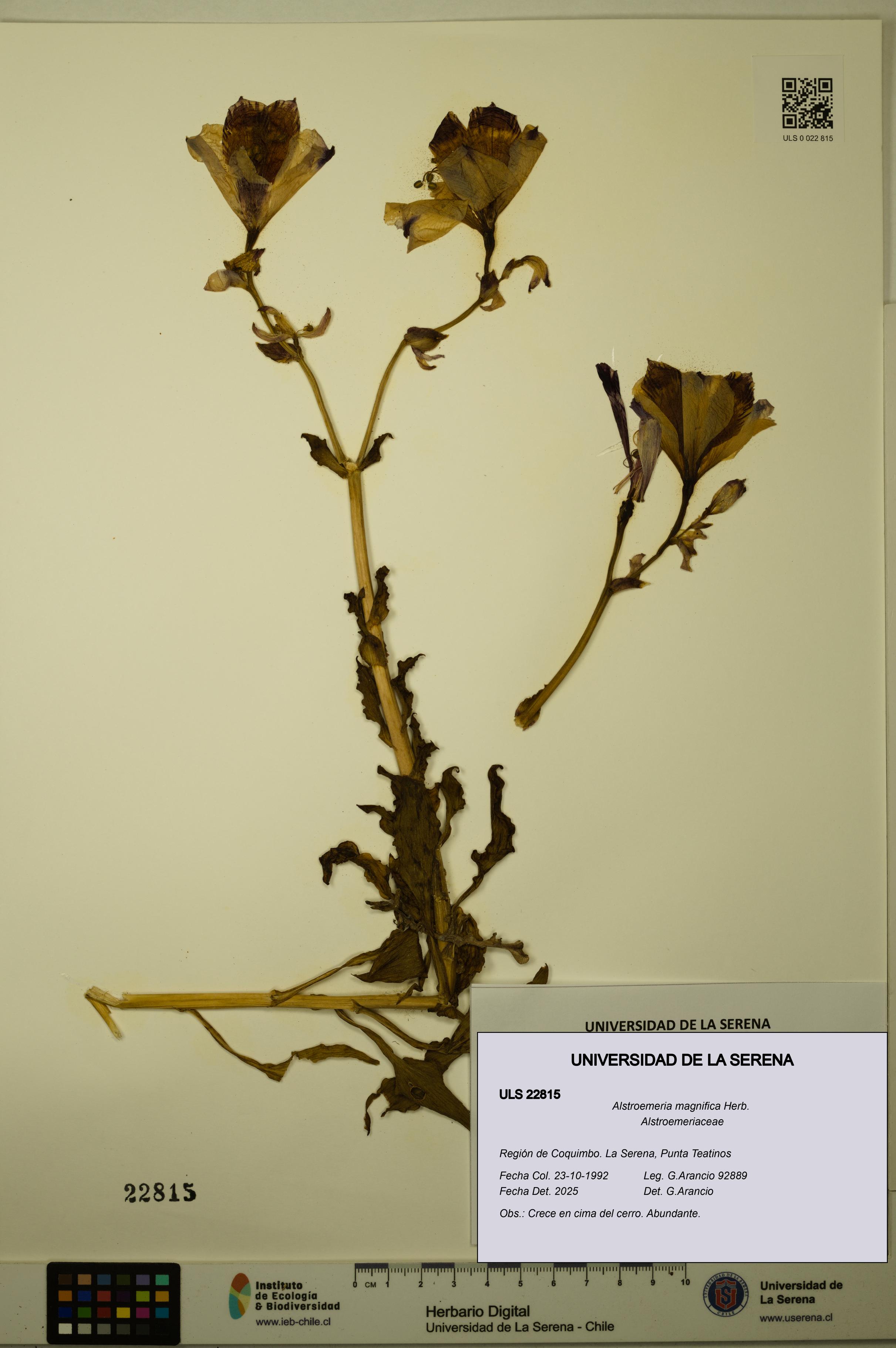 Alstroemeria magnifica [Espécimen: ULS:ULS:0022815]