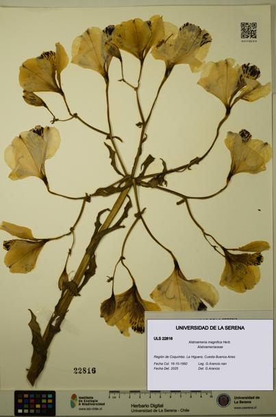 Alstroemeria magnifica [Espécimen: ULS:ULS:0022816]