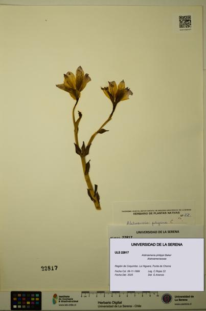 Alstroemeria philippii [Espécimen: ULS:ULS:0022817]