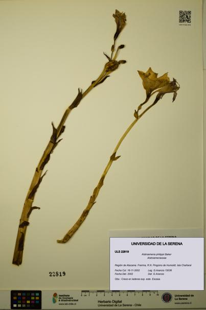 Alstroemeria philippii [Espécimen: ULS:ULS:0022819]