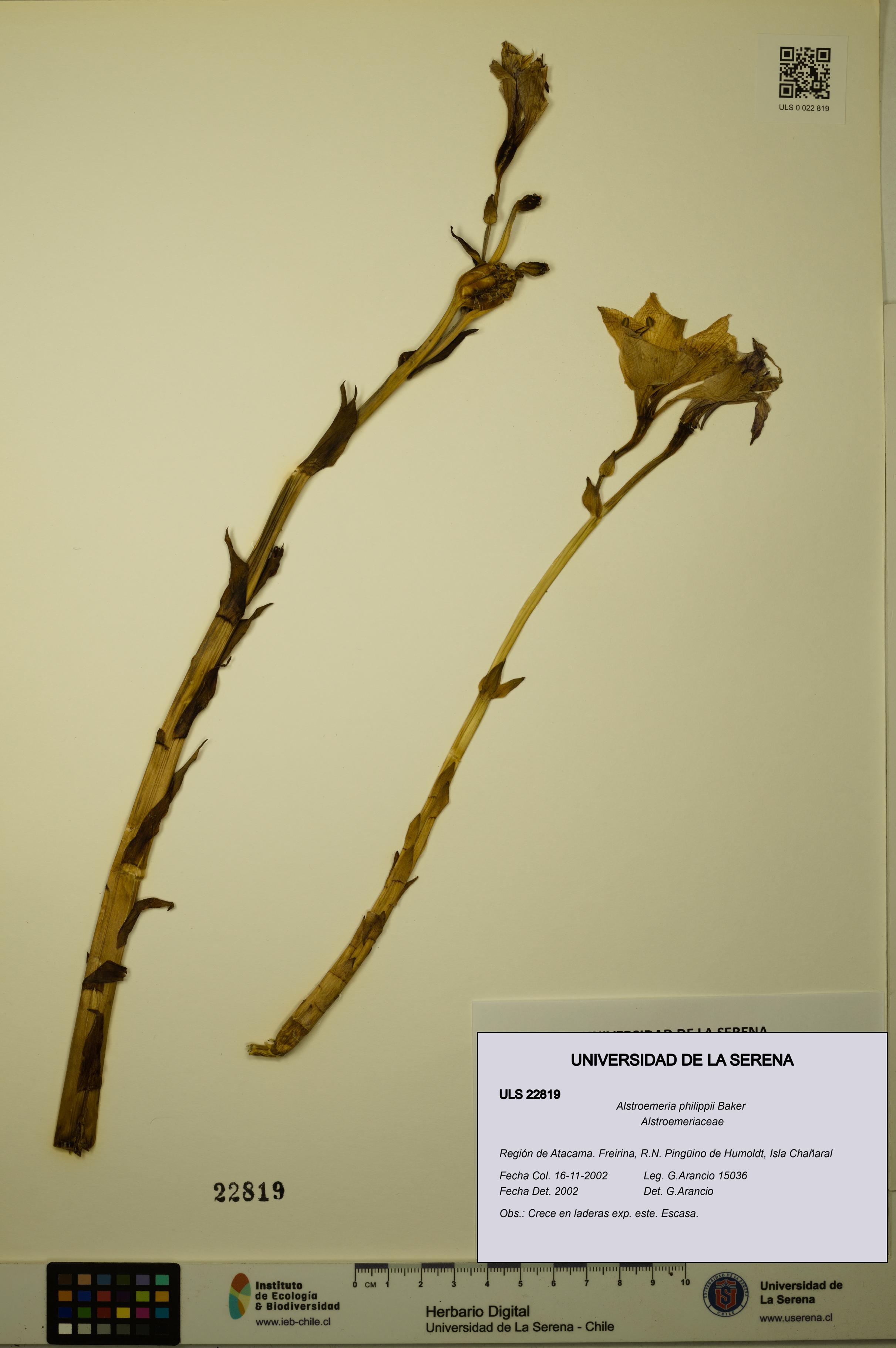 Alstroemeria philippii [Espécimen: ULS:ULS:0022819]