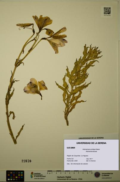 Alstroemeria philippii [Espécimen: ULS:ULS:0022820]