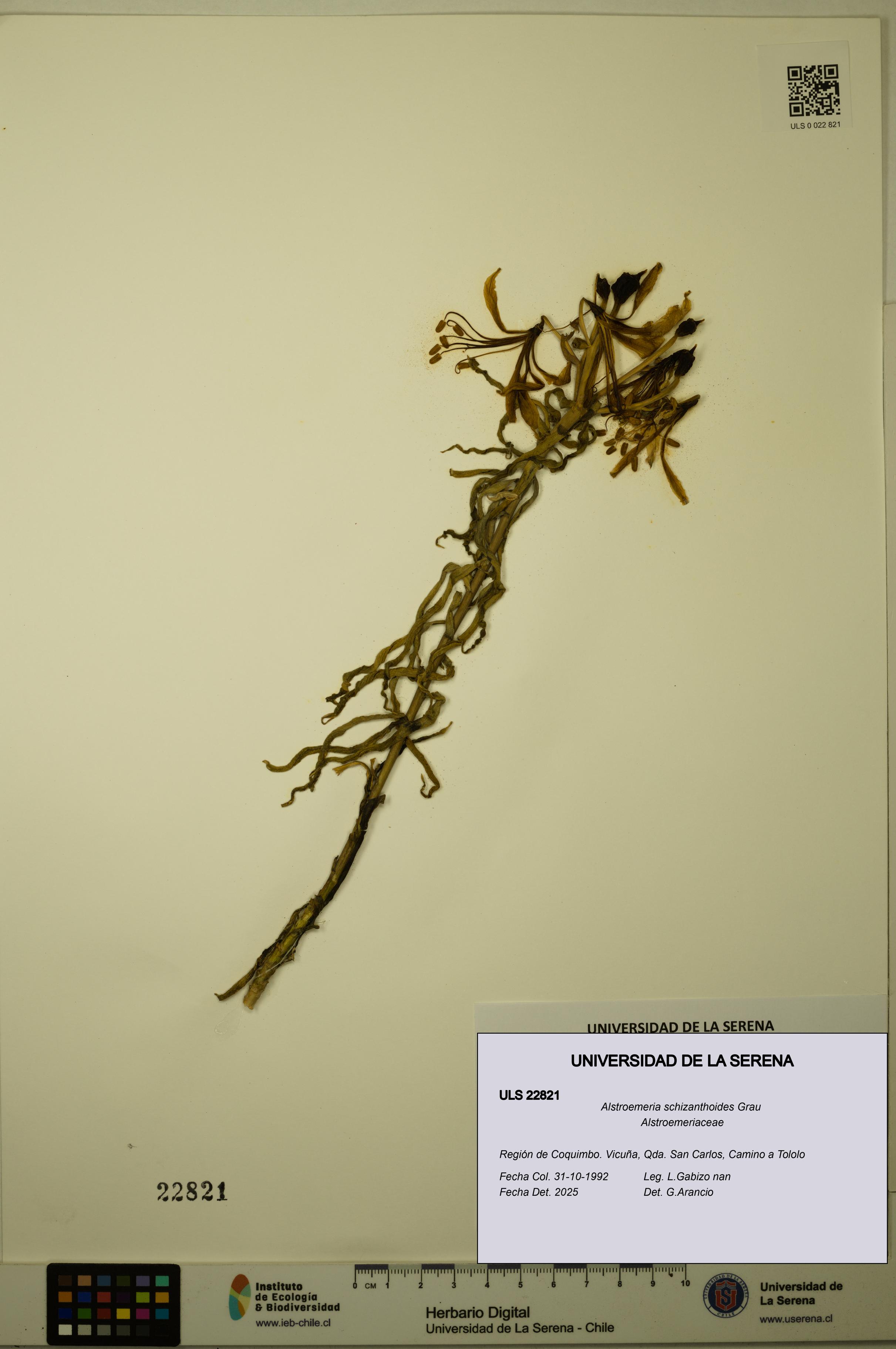 Alstroemeria schizanthoides [Espécimen: ULS:ULS:0022821]
