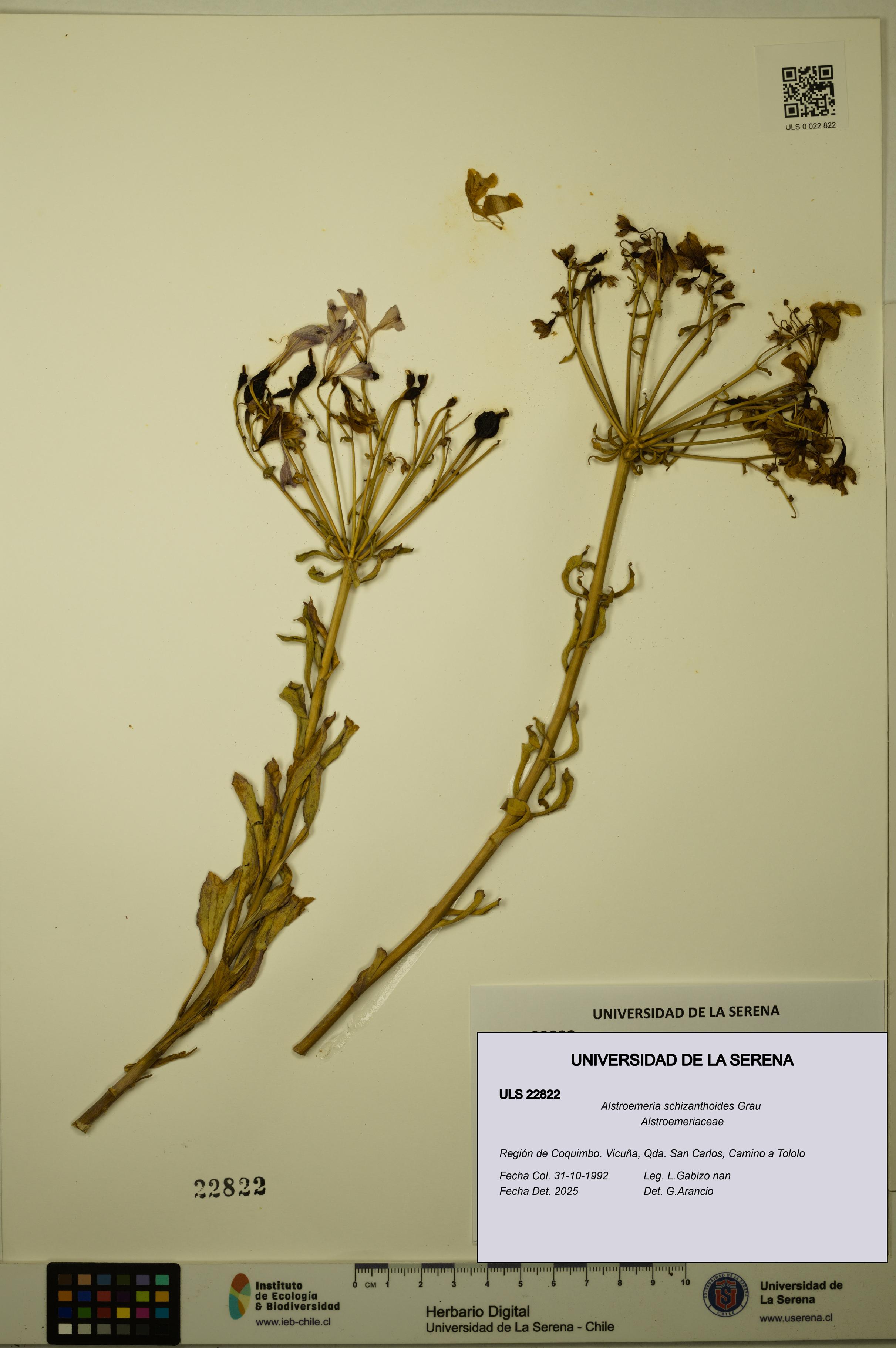Alstroemeria schizanthoides [Espécimen: ULS:ULS:0022822]