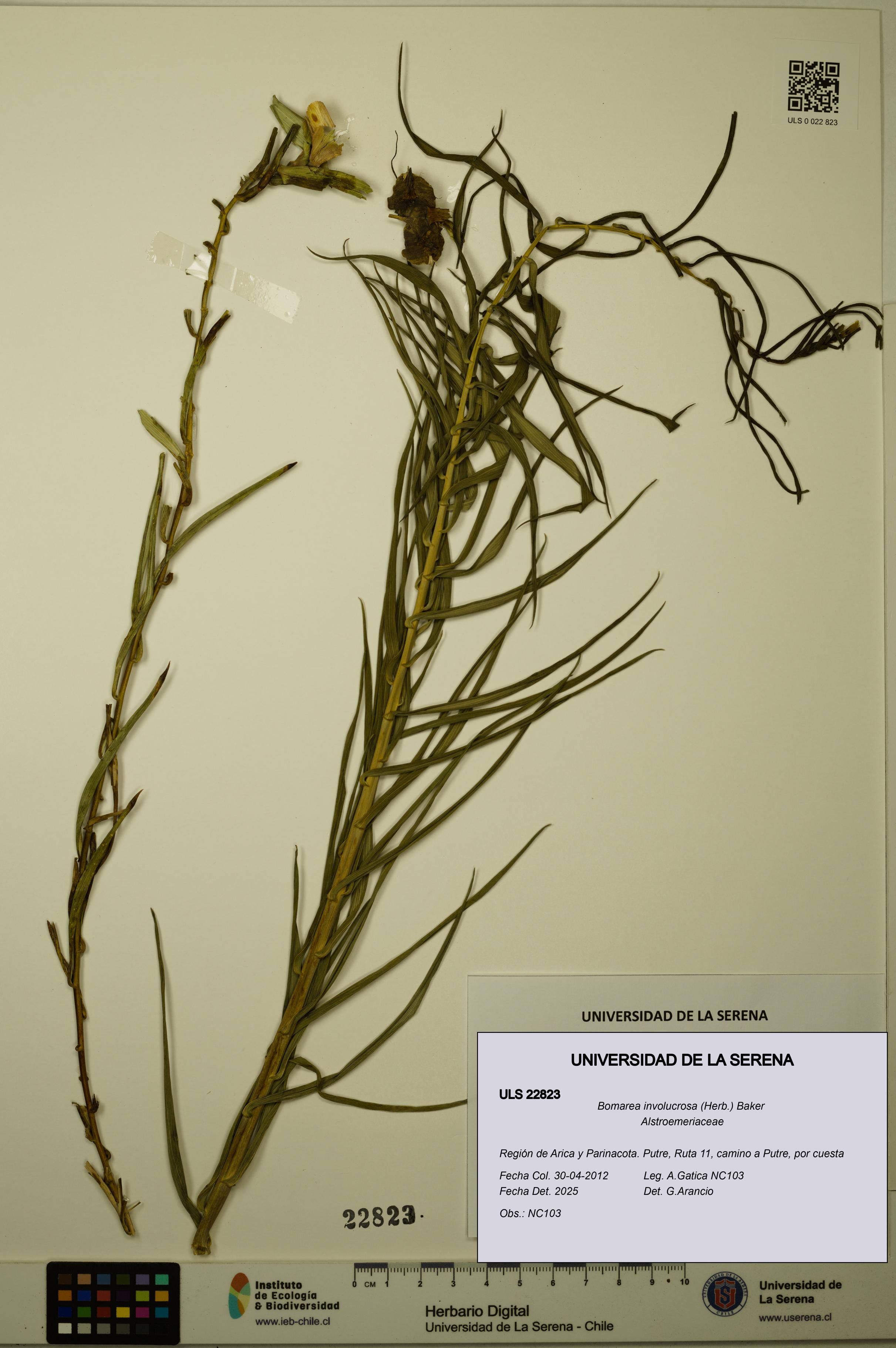 Bomarea involucrosa [Espécimen: ULS:ULS:0022823]