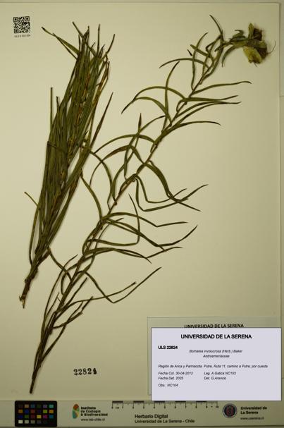 Bomarea involucrosa [Espécimen: ULS:ULS:0022824]