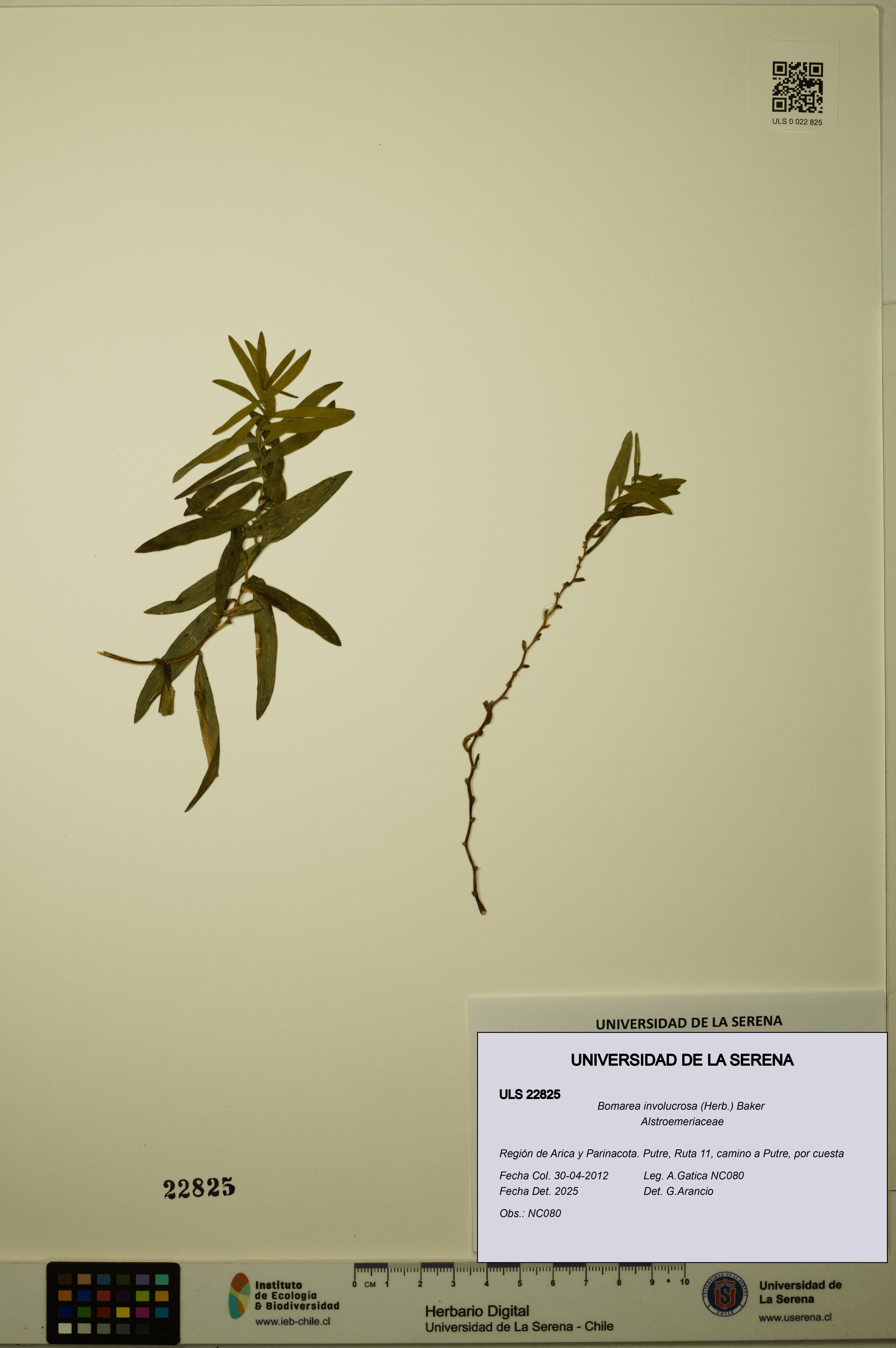 Bomarea involucrosa [Espécimen: ULS:ULS:0022825]