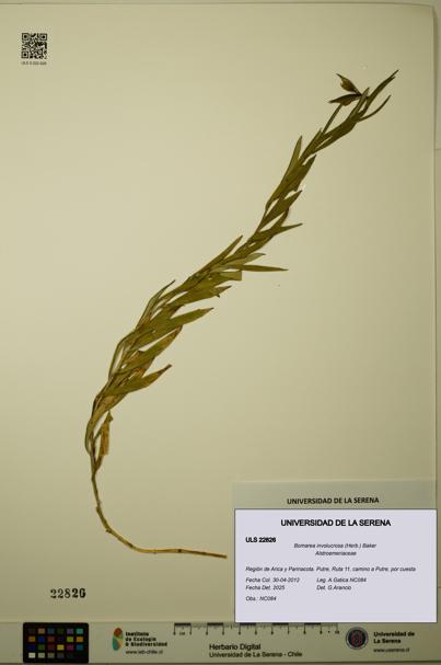 Bomarea involucrosa [Espécimen: ULS:ULS:0022826]