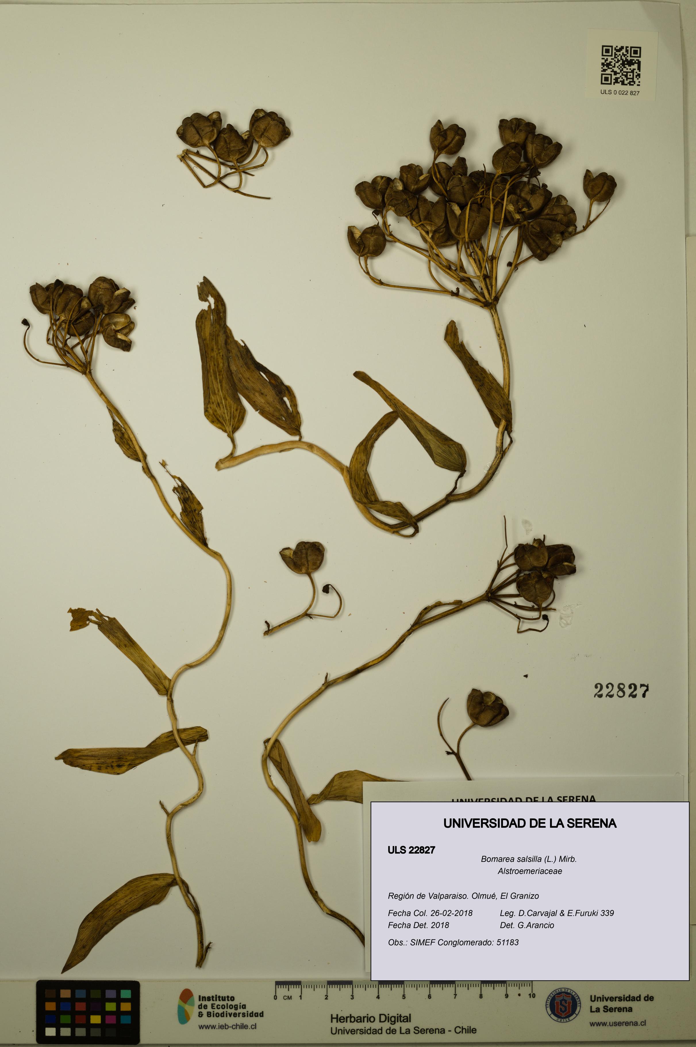 Bomarea salsilla [Espécimen: ULS:ULS:0022827]