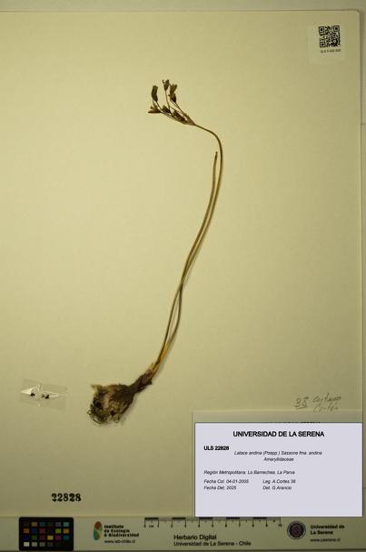 Latace andina fma. andina [Espécimen: ULS:ULS:0022828]