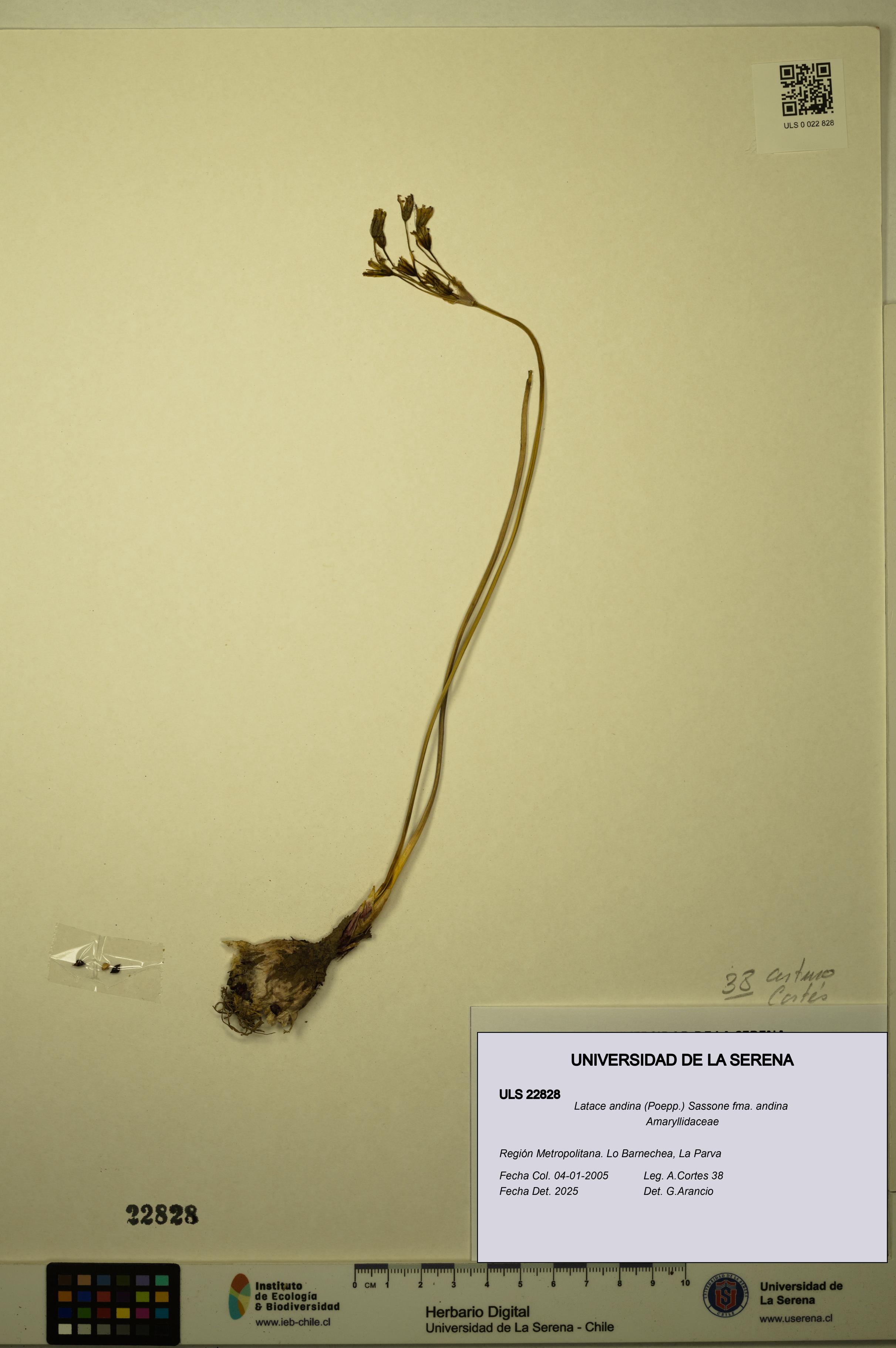 Latace andina fma. andina [Espécimen: ULS:ULS:0022828]