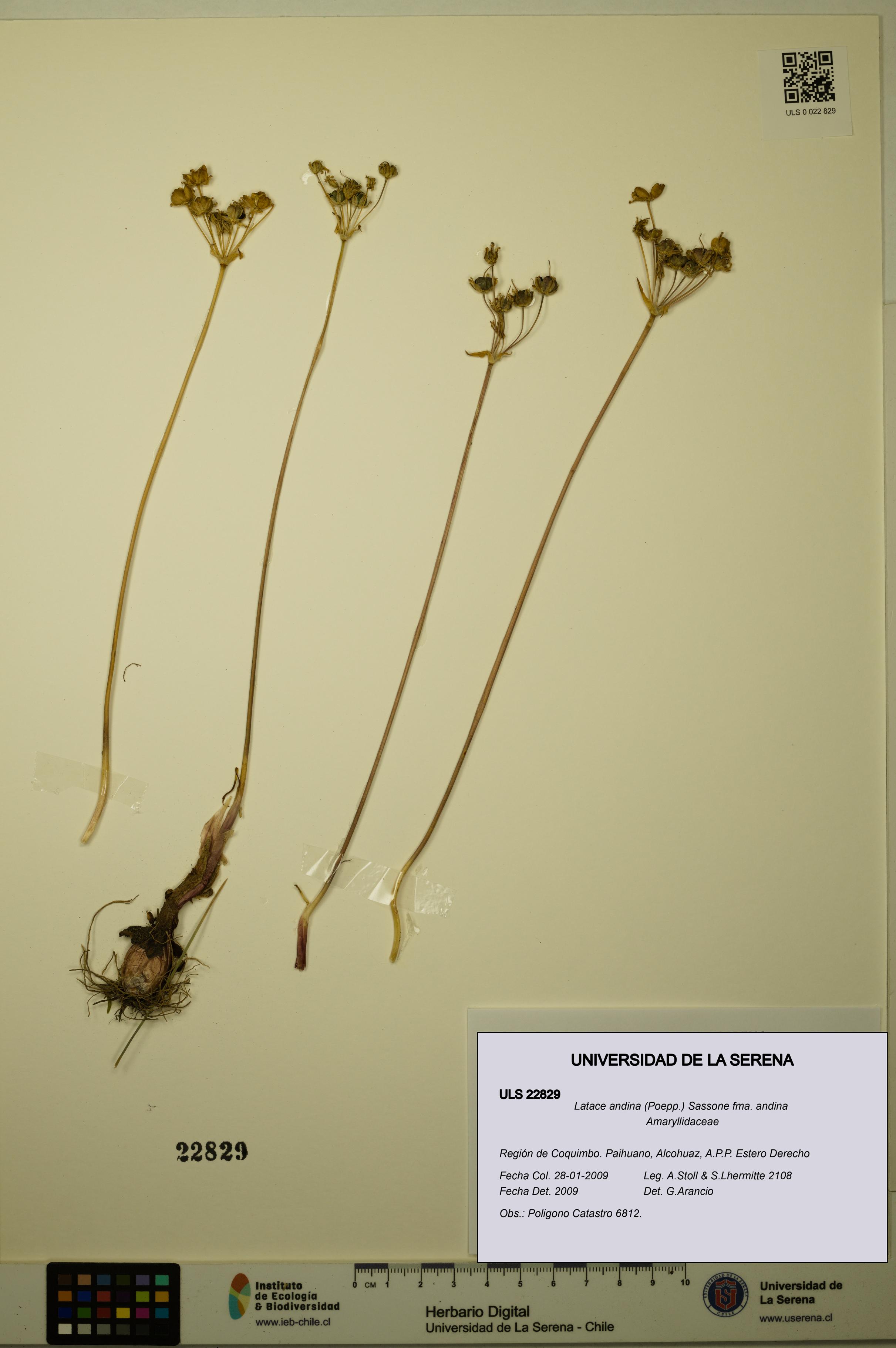 Latace andina fma. andina [Espécimen: ULS:ULS:0022829]