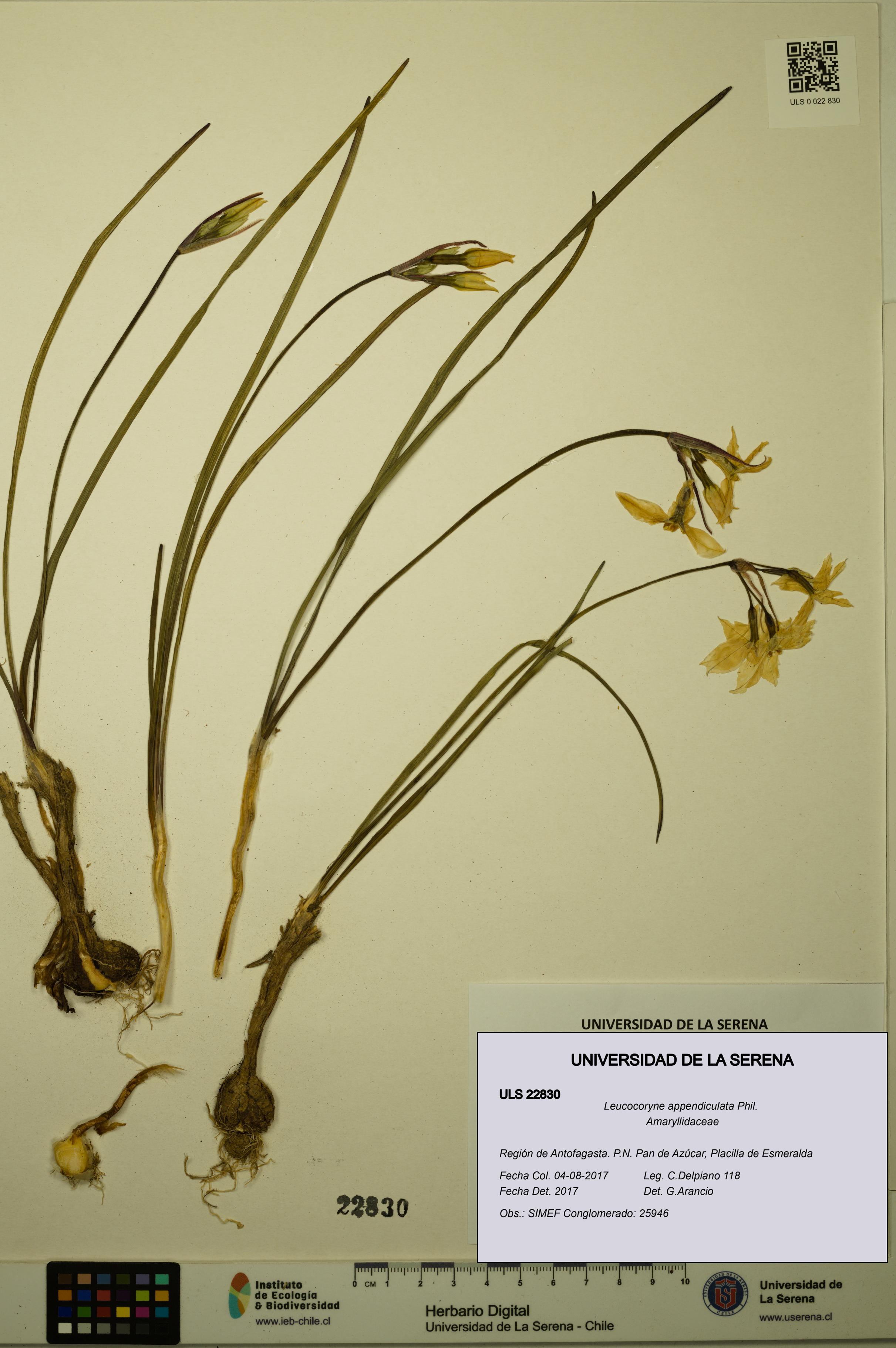 Leucocoryne appendiculata [Espécimen: ULS:ULS:0022830]
