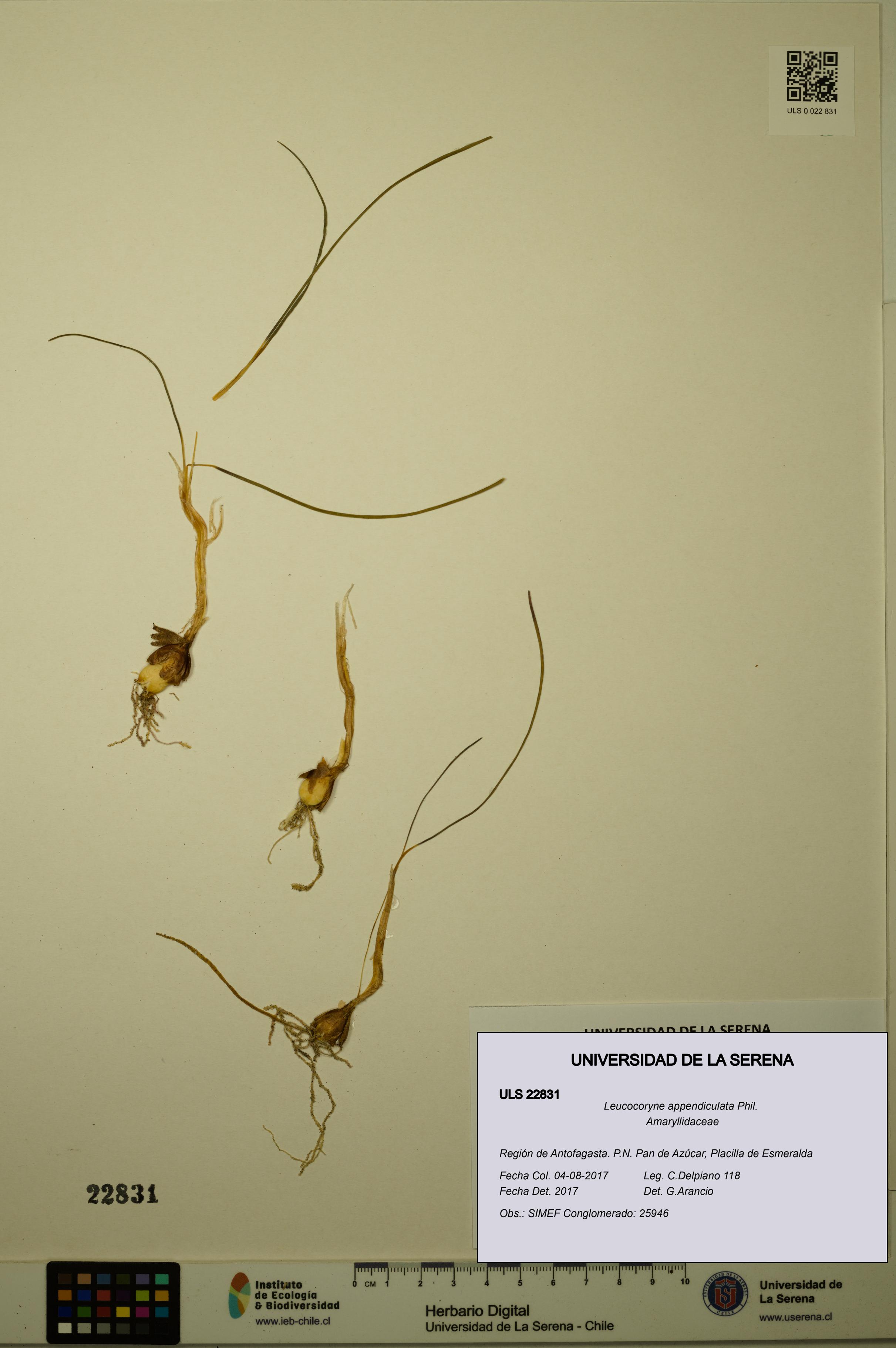 Leucocoryne appendiculata [Espécimen: ULS:ULS:0022831]
