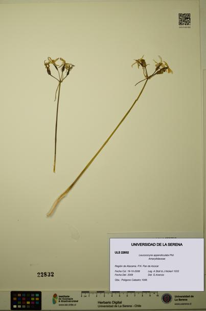 Leucocoryne appendiculata [Espécimen: ULS:ULS:0022832]