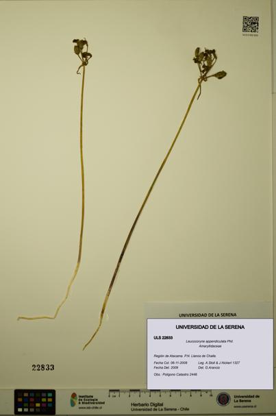 Leucocoryne appendiculata [Espécimen: ULS:ULS:0022833]