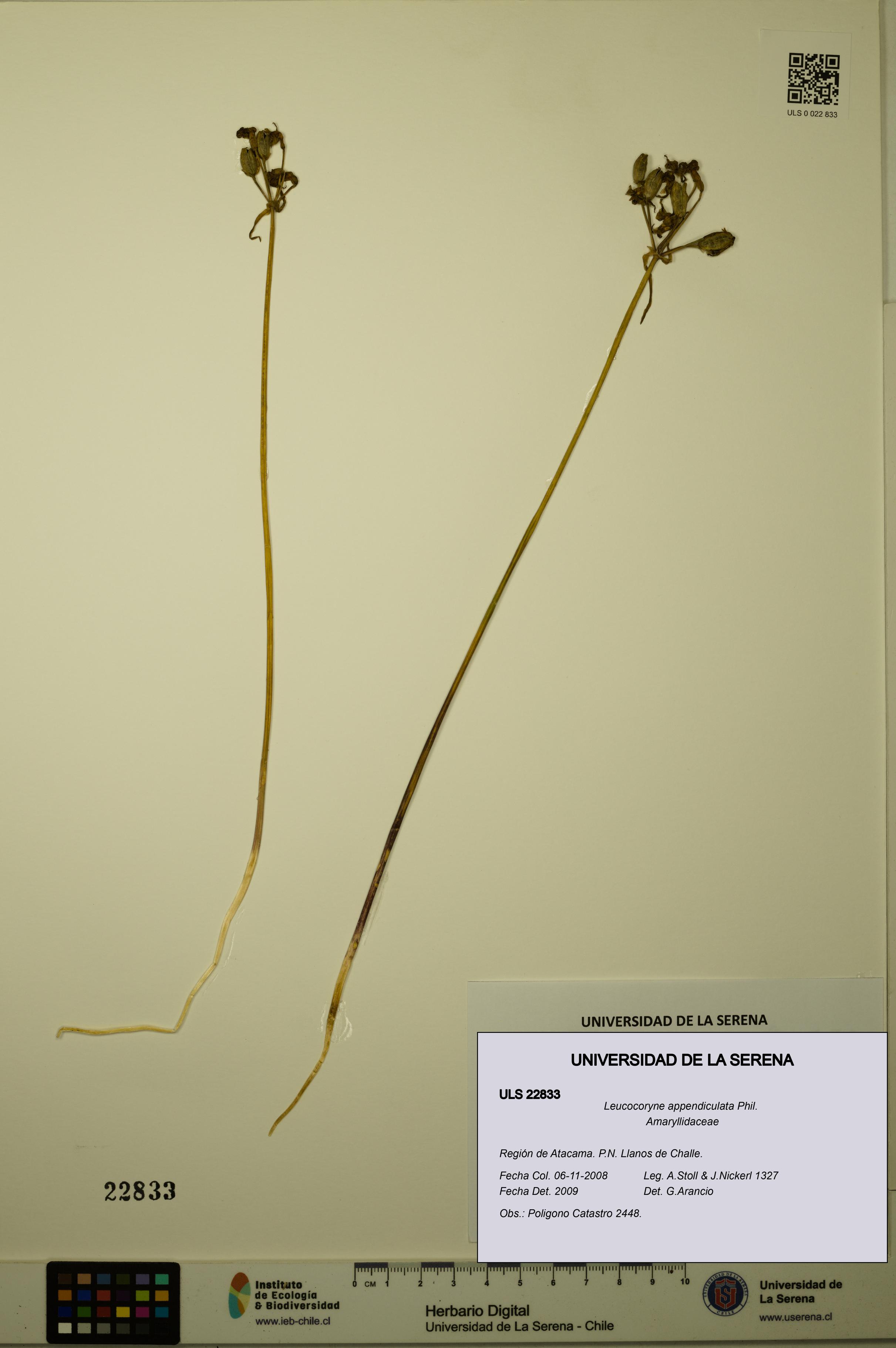 Leucocoryne appendiculata [Espécimen: ULS:ULS:0022833]