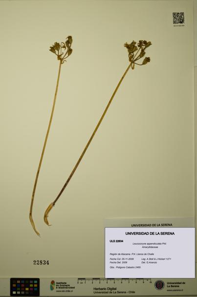 Leucocoryne appendiculata [Espécimen: ULS:ULS:0022834]