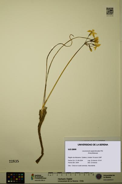 Leucocoryne appendiculata [Espécimen: ULS:ULS:0022835]