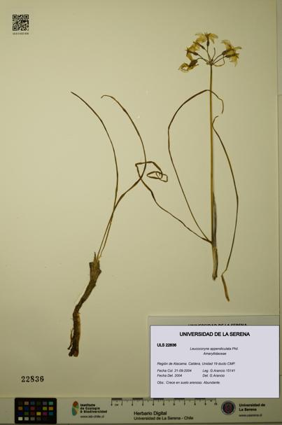Leucocoryne appendiculata [Espécimen: ULS:ULS:0022836]