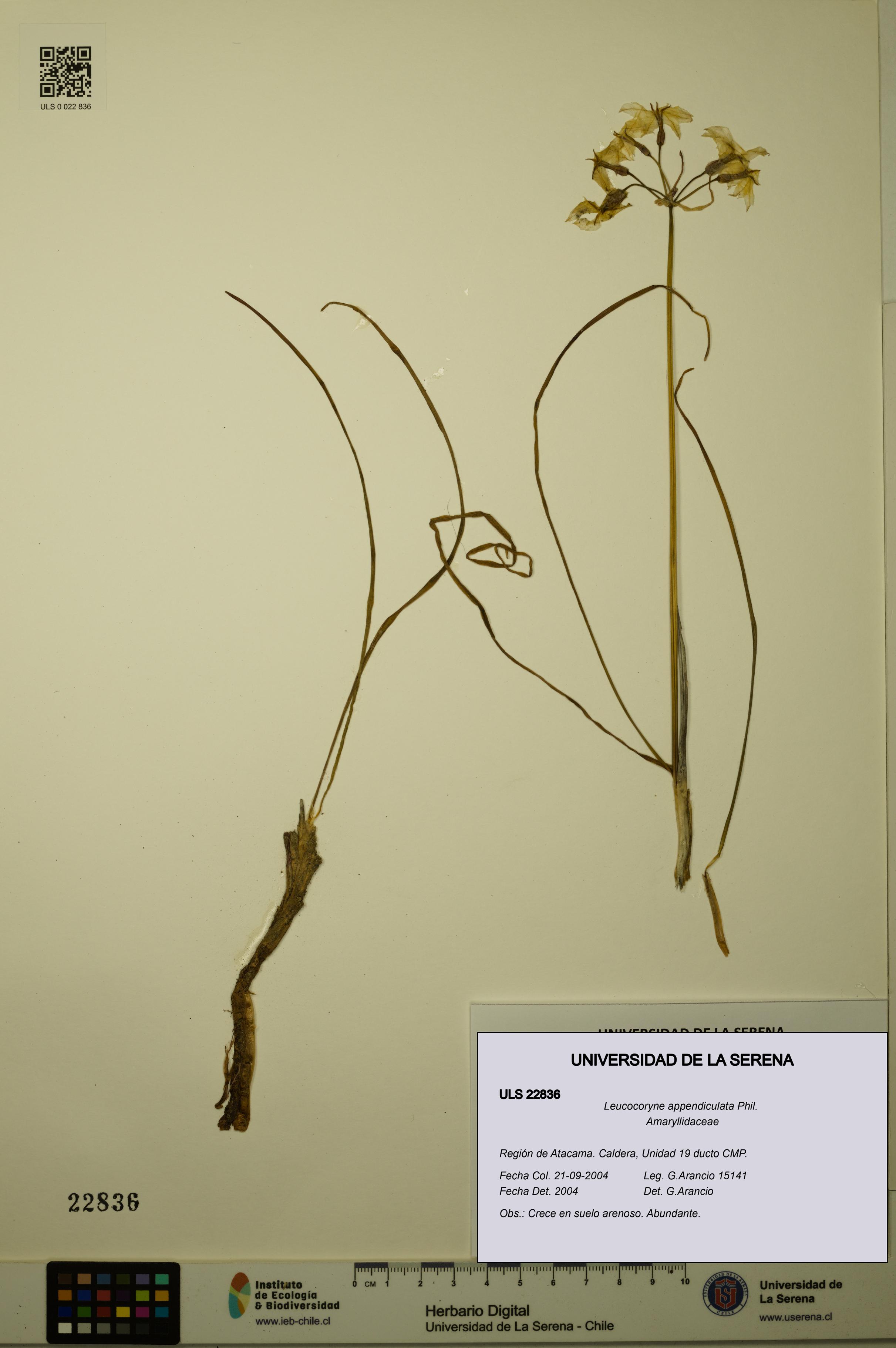 Leucocoryne appendiculata [Espécimen: ULS:ULS:0022836]