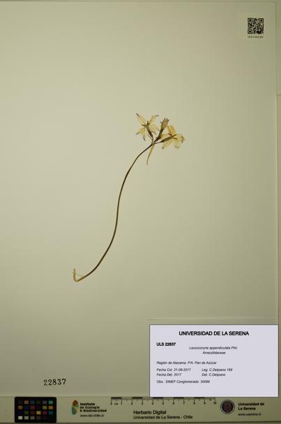 Leucocoryne appendiculata [Espécimen: ULS:ULS:0022837]