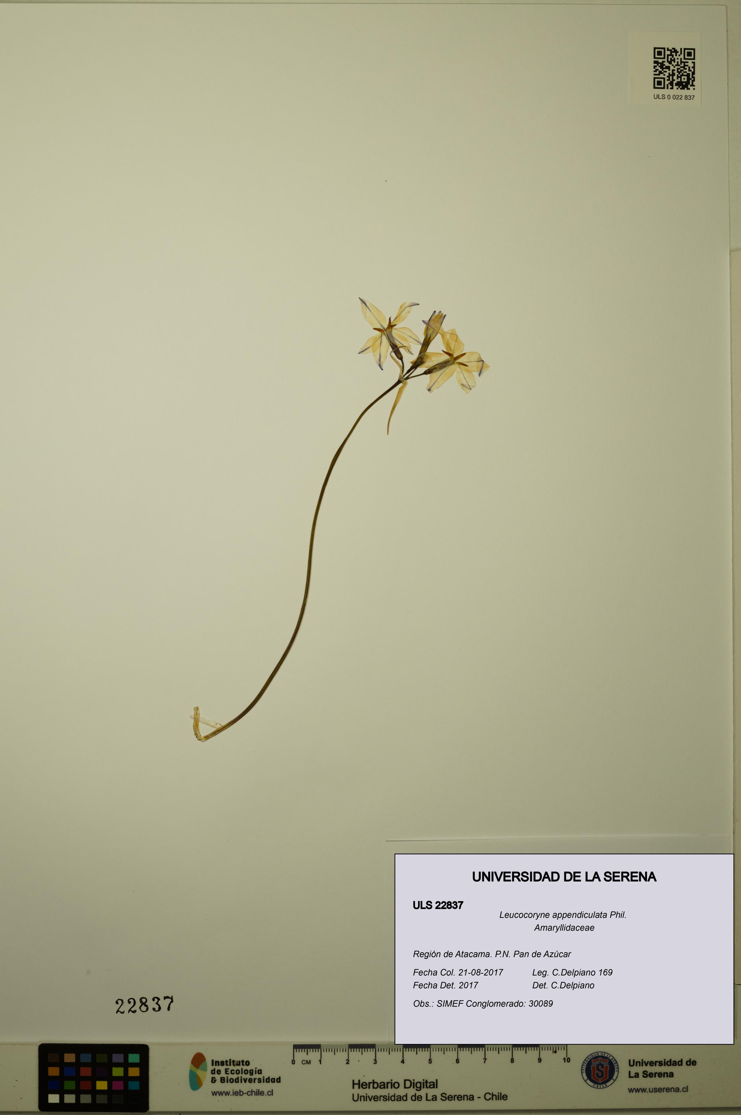 Leucocoryne appendiculata [Espécimen: ULS:ULS:0022837]