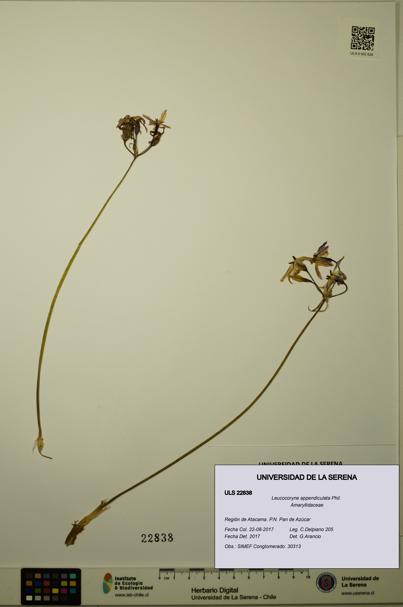 Leucocoryne appendiculata [Espécimen: ULS:ULS:0022838]