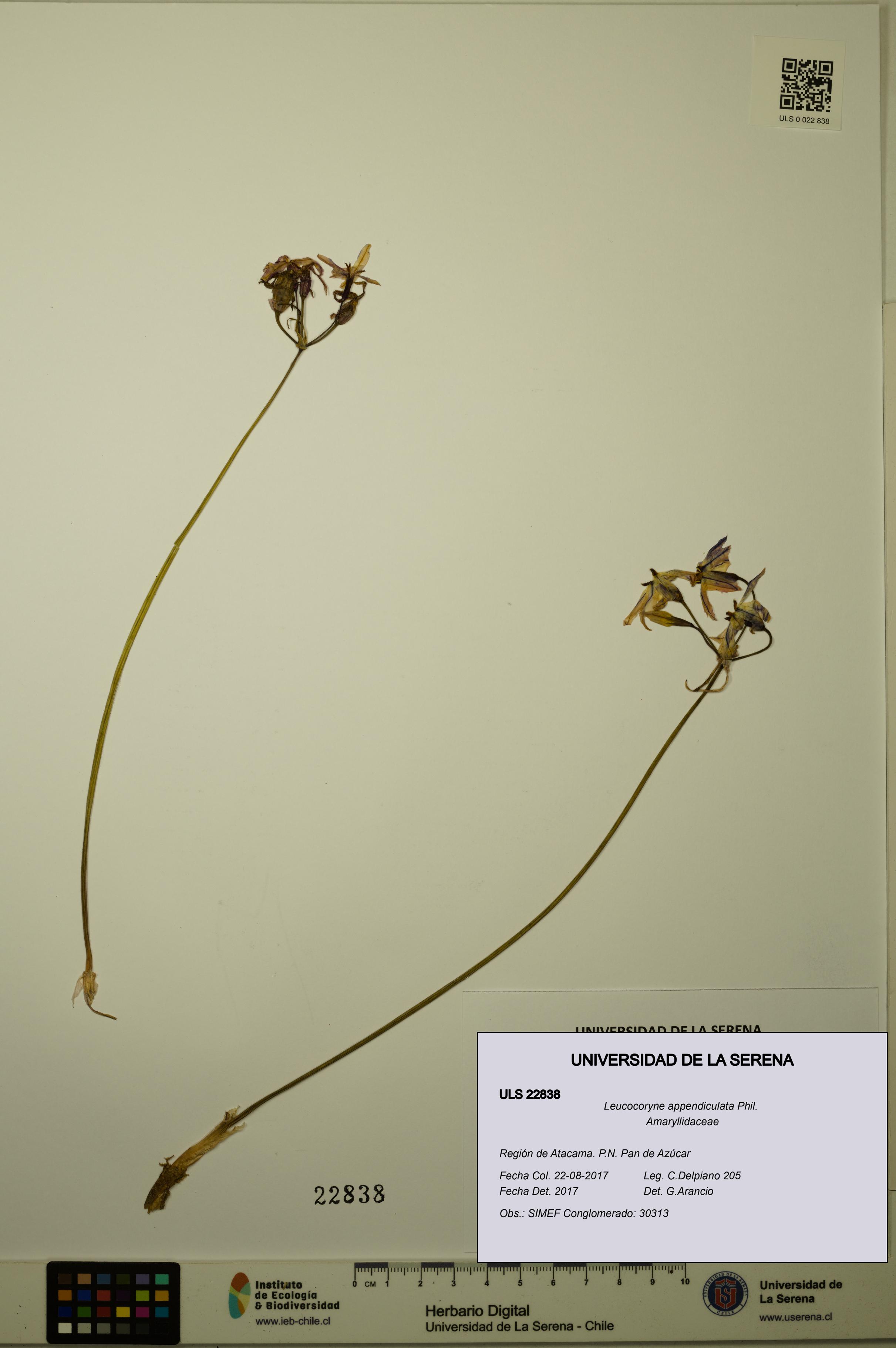 Leucocoryne appendiculata [Espécimen: ULS:ULS:0022838]