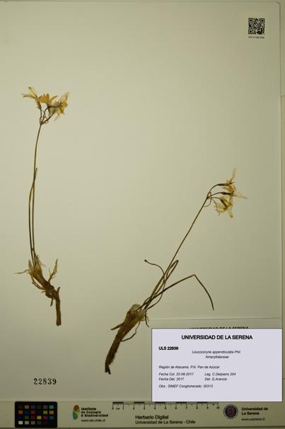 Leucocoryne appendiculata [Espécimen: ULS:ULS:0022839]