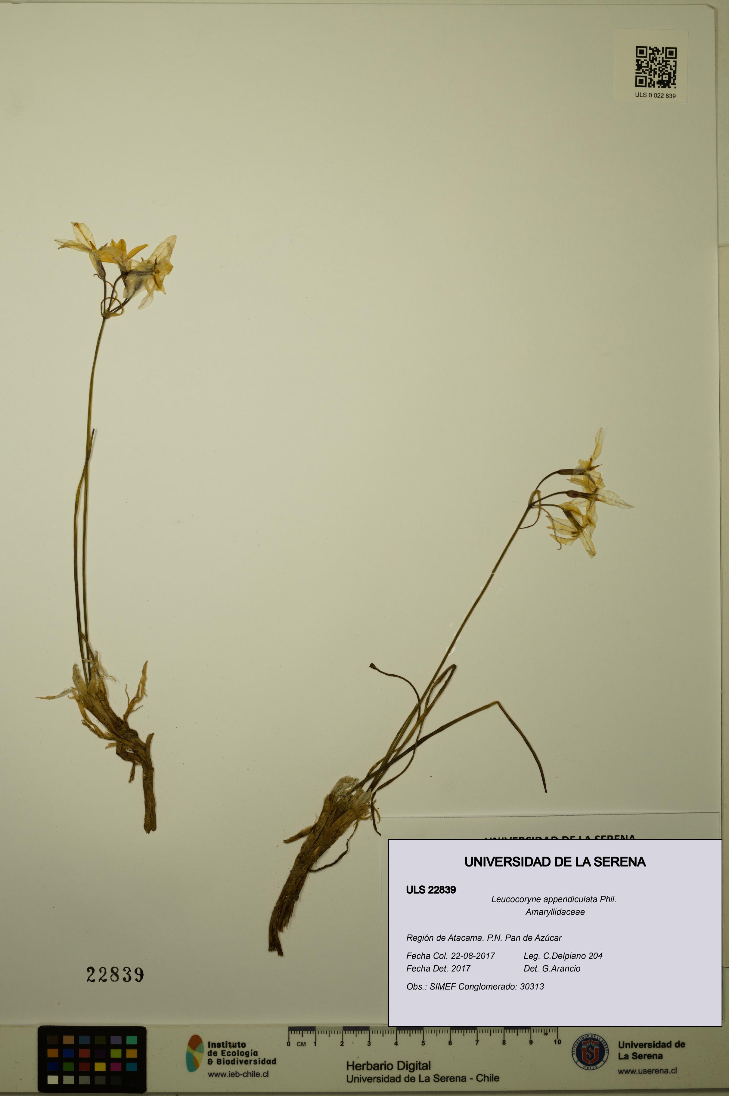 Leucocoryne appendiculata [Espécimen: ULS:ULS:0022839]
