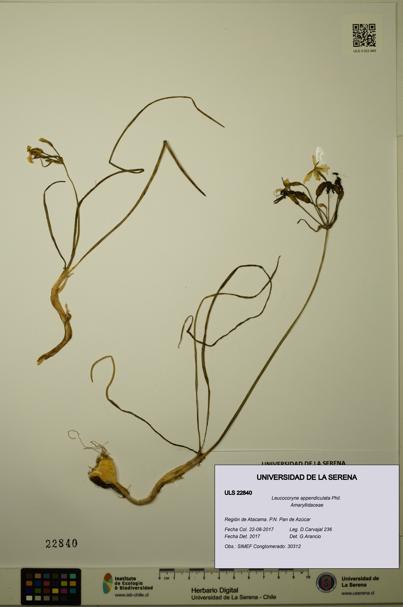 Leucocoryne appendiculata [Espécimen: ULS:ULS:0022840]