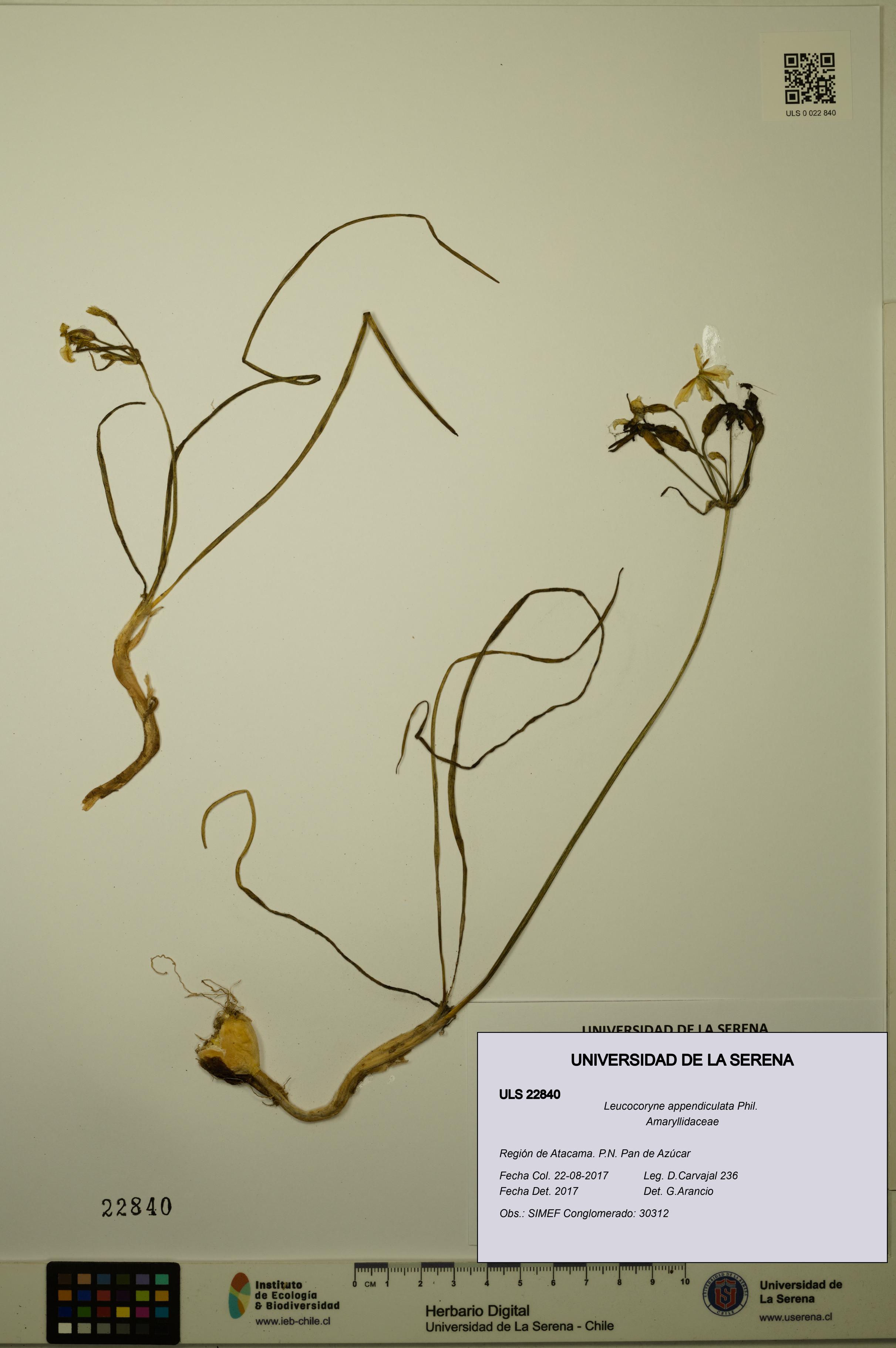 Leucocoryne appendiculata [Espécimen: ULS:ULS:0022840]