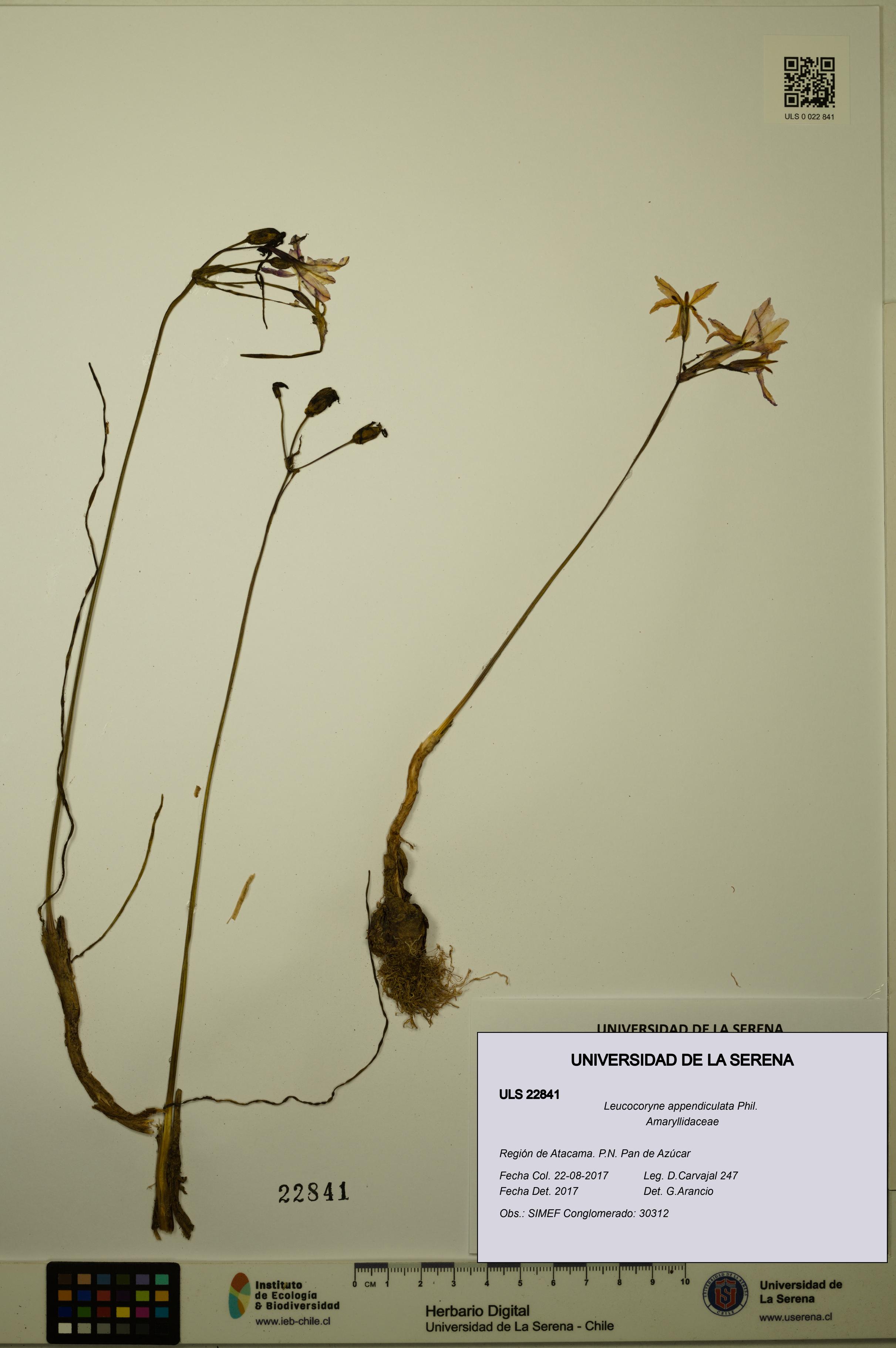Leucocoryne appendiculata [Espécimen: ULS:ULS:0022841]