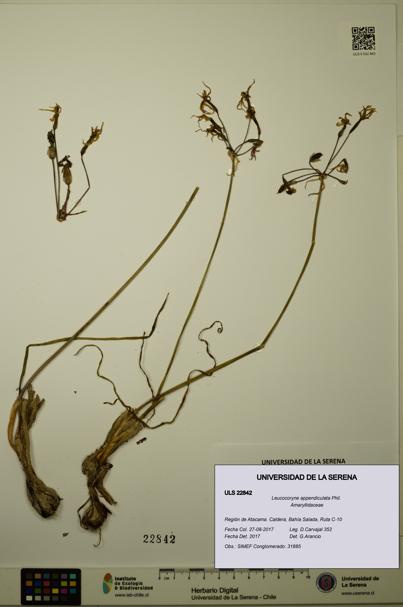 Leucocoryne appendiculata [Espécimen: ULS:ULS:0022842]