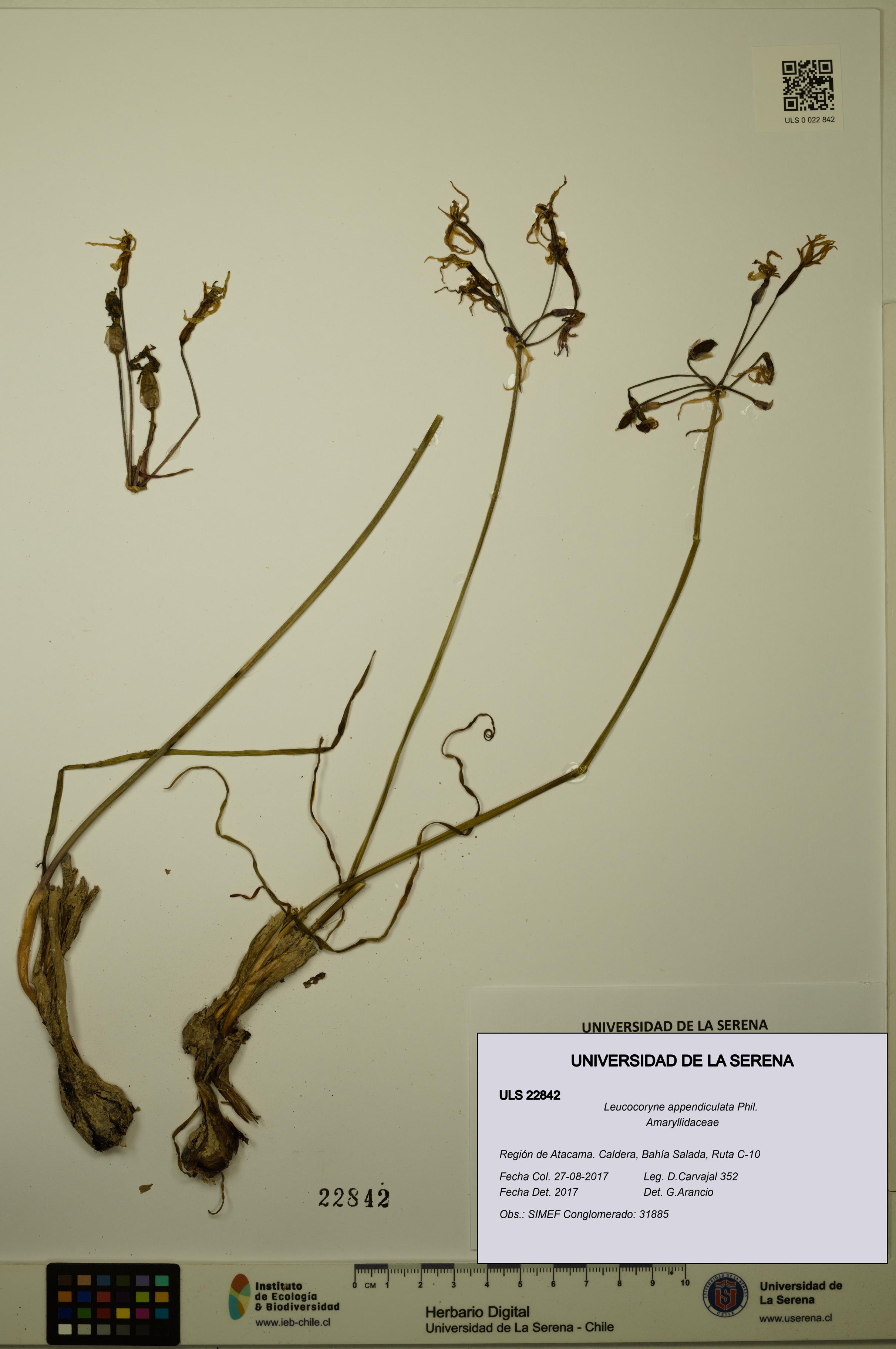 Leucocoryne appendiculata [Espécimen: ULS:ULS:0022842]