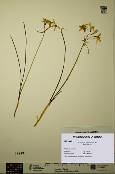 Leucocoryne appendiculata [Espécimen: ULS:ULS:0022843]