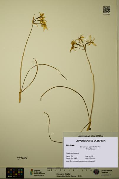 Leucocoryne appendiculata [Espécimen: ULS:ULS:0022844]