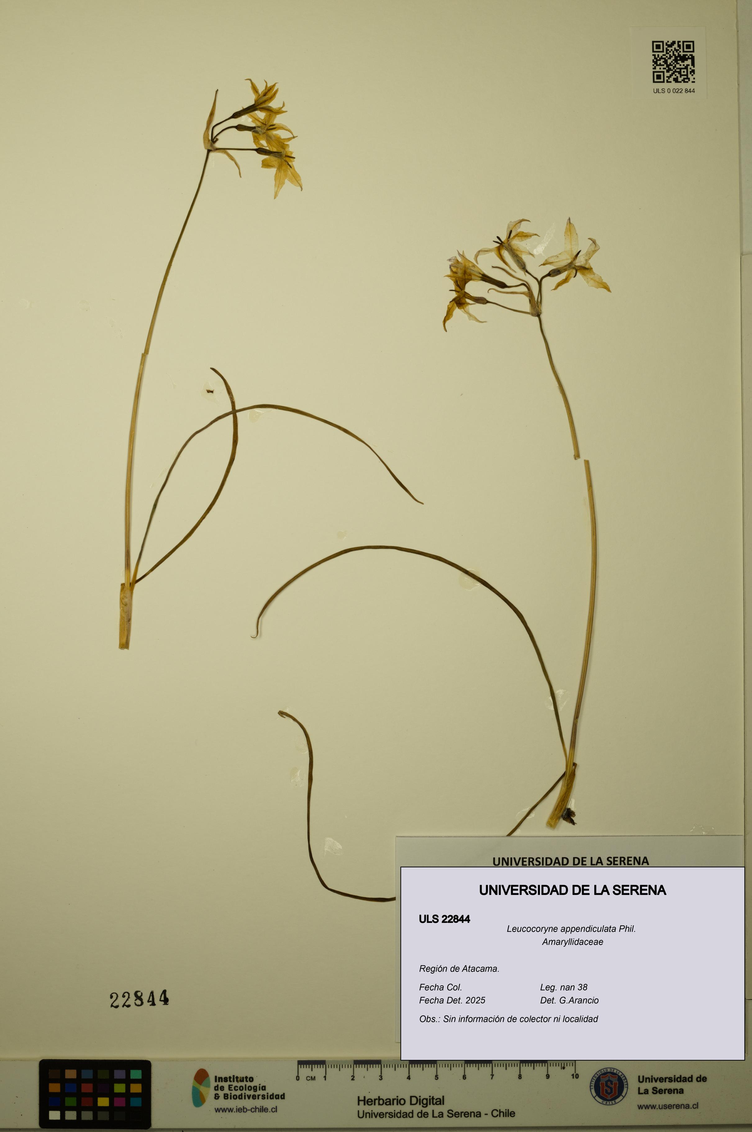 Leucocoryne appendiculata [Espécimen: ULS:ULS:0022844]