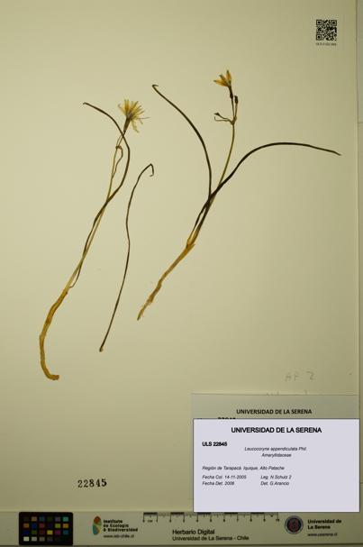 Leucocoryne appendiculata [Espécimen: ULS:ULS:0022845]