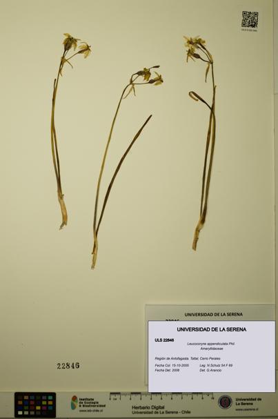 Leucocoryne appendiculata [Espécimen: ULS:ULS:0022846]